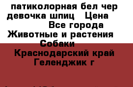 патиколорная бел/чер девочка шпиц › Цена ­ 15 000 - Все города Животные и растения » Собаки   . Краснодарский край,Геленджик г.